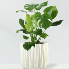Geometric-White-Monstera.jpg