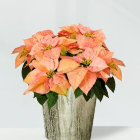 Orange-Poin-Gold.jpg
