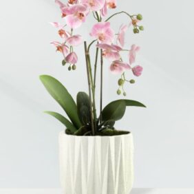 Orchid-Geometric-Pot-White-1.jpg