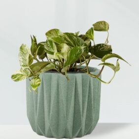 Pothos-Geometric-Green.jpg