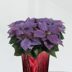 Purple-Poin-Red.jpg