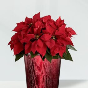 Red-Poin.jpg