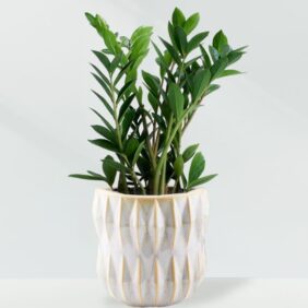 Ribbed-Pot-White-ZZ-1.jpg